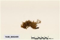 藏品(粗枝苔屬)的圖片